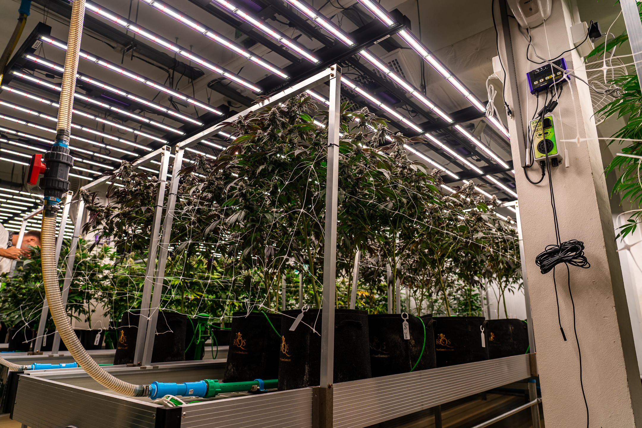 HighCraft Bangkok grow room tour from seedling stage to harvest stage